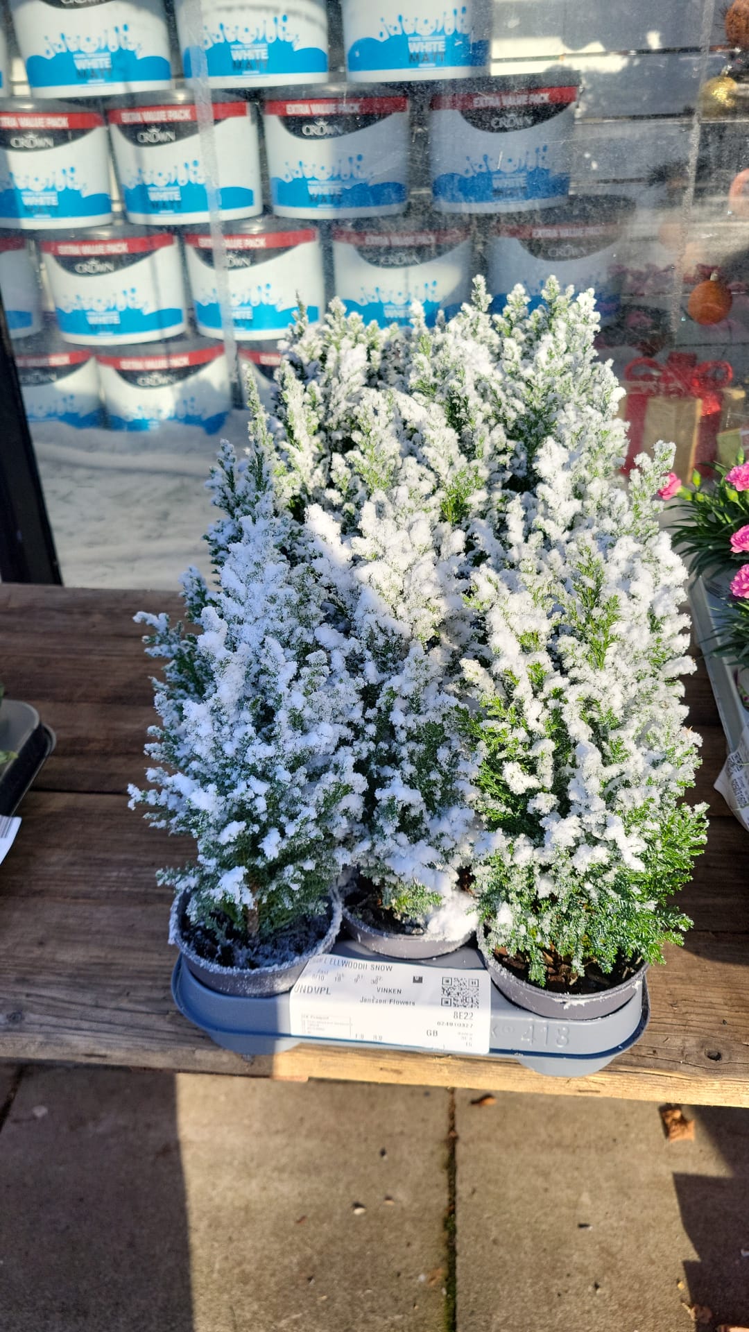 Mixed Plants 7cm - 30cm Pots (LOCAL PICKUP / DELIVERY ONLY)