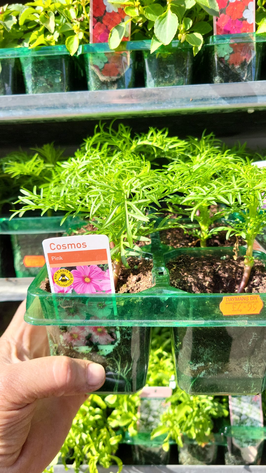 British Grown Summer Bedding Plants (5 TRAYS FOR £17.50) (LOCAL PICKUP / DELIVERY ONLY)