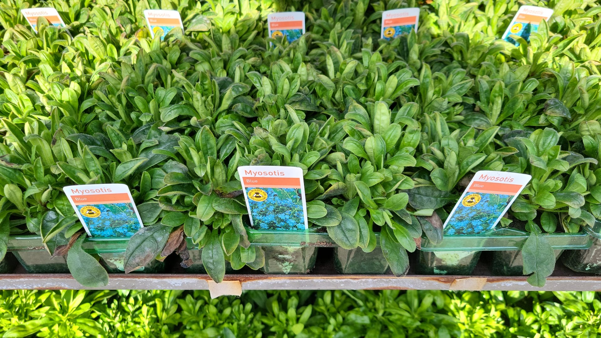 Winter Pansies & Violas Trays (LOCAL PICKUP / DELIVERY ONLY) (5 TRAYS FOR £17.50)