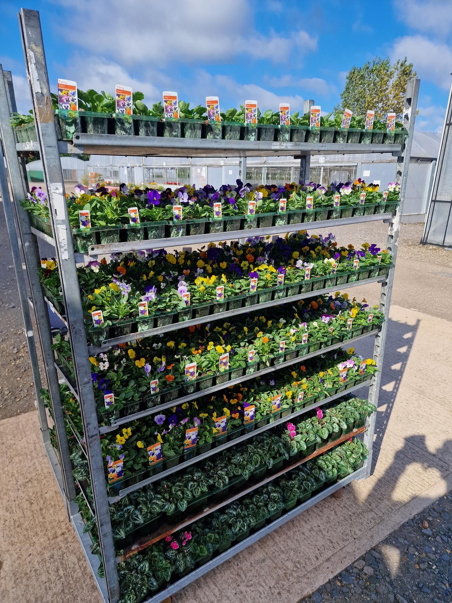 Winter Pansies & Violas Trays (LOCAL PICKUP / DELIVERY ONLY)