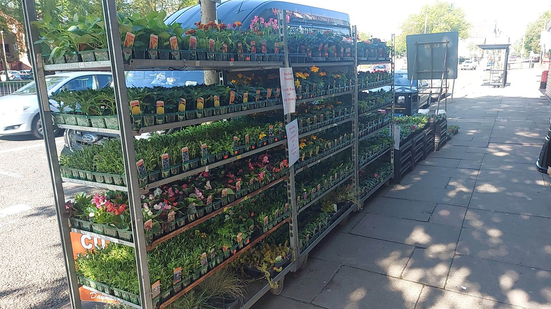 British Grown Summer Bedding Plants (5 TRAYS FOR £17.50) (LOCAL PICKUP / DELIVERY ONLY)