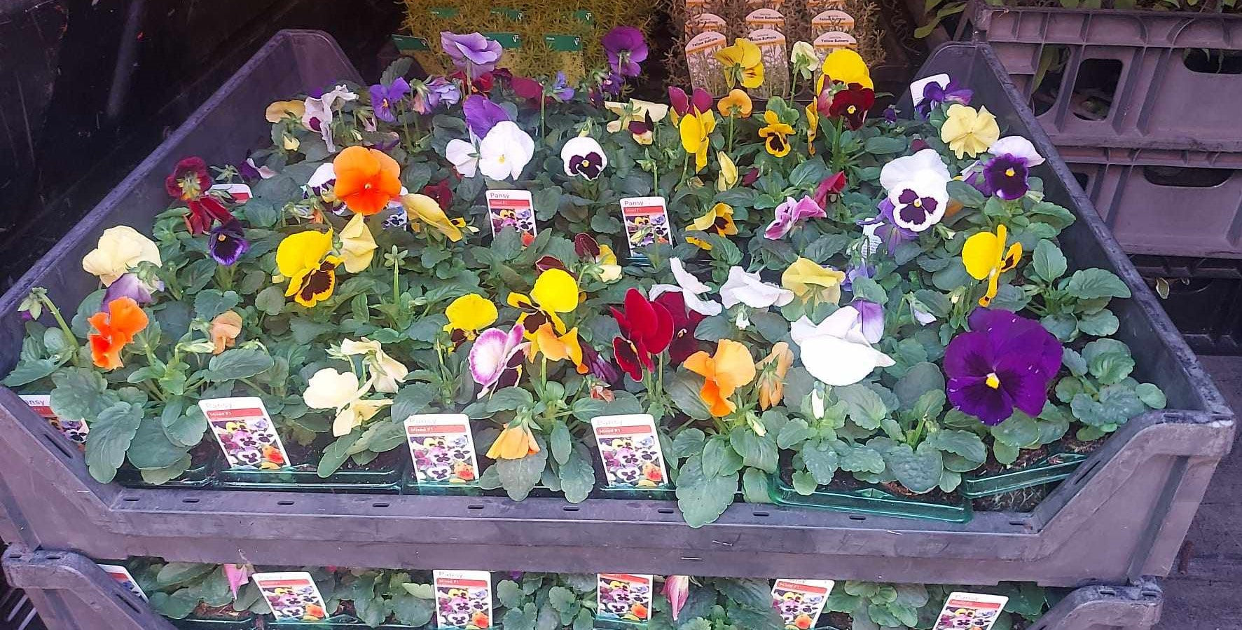 Winter Pansies & Violas Trays (LOCAL PICKUP / DELIVERY ONLY)