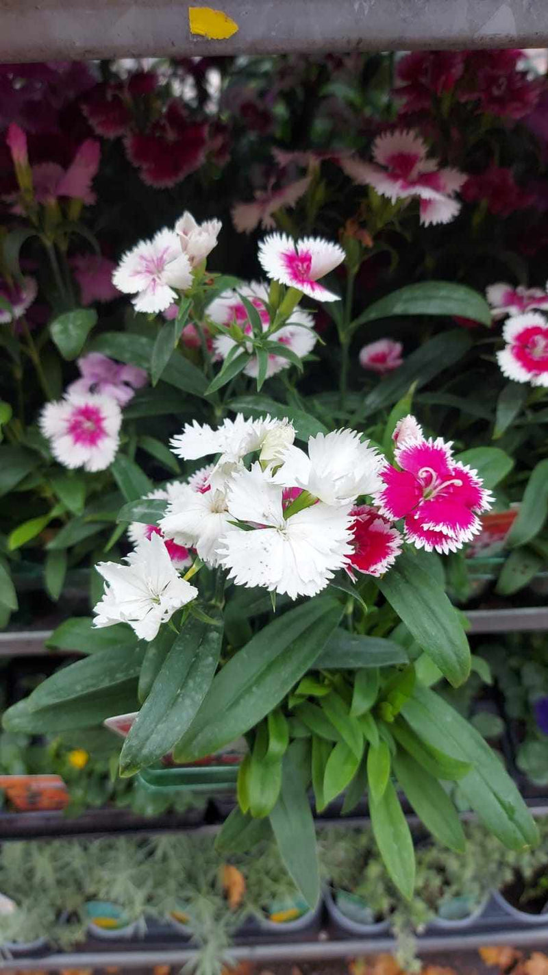 British Grown Mixed Dianthus (LOCAL PICKUP / DELIVERY ONLY)