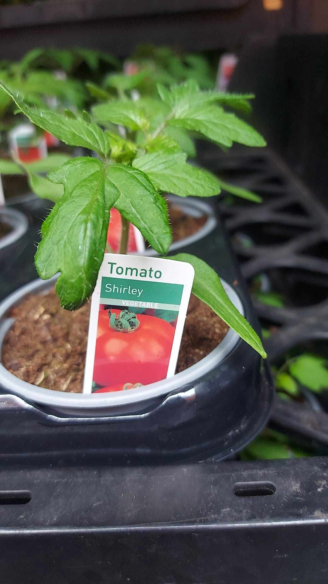 Tomato & Strawberry Plants (LOCAL PICKUP / DELIVERY ONLY)