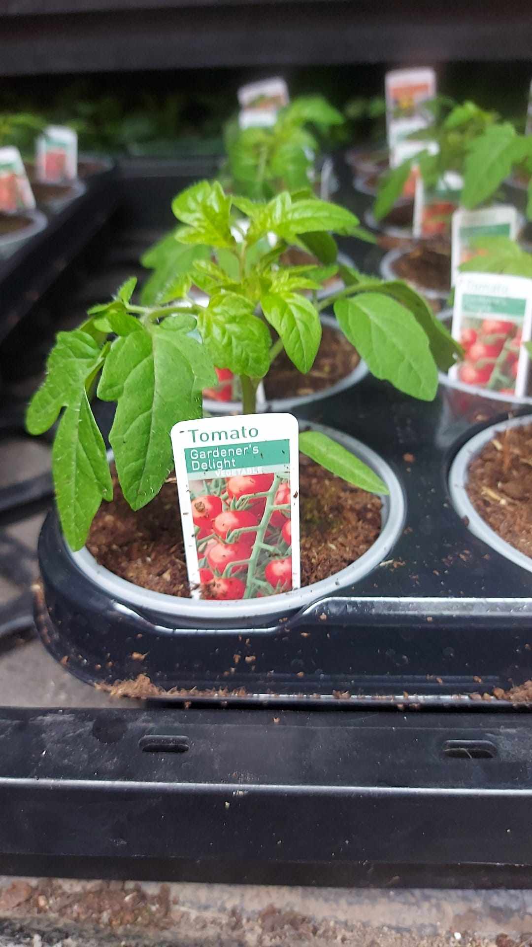 Tomato & Strawberry Plants (LOCAL PICKUP / DELIVERY ONLY)