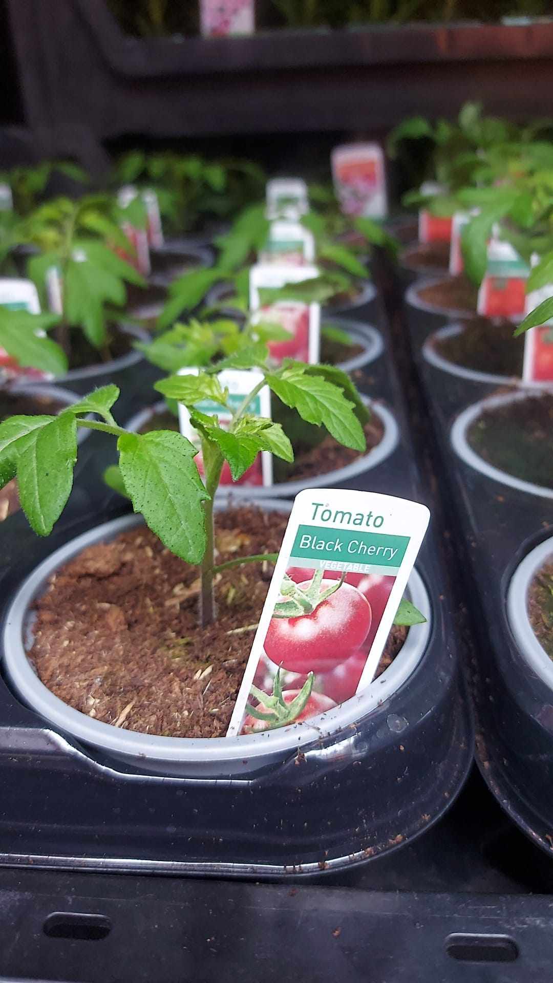 Tomato & Strawberry Plants (LOCAL PICKUP / DELIVERY ONLY)