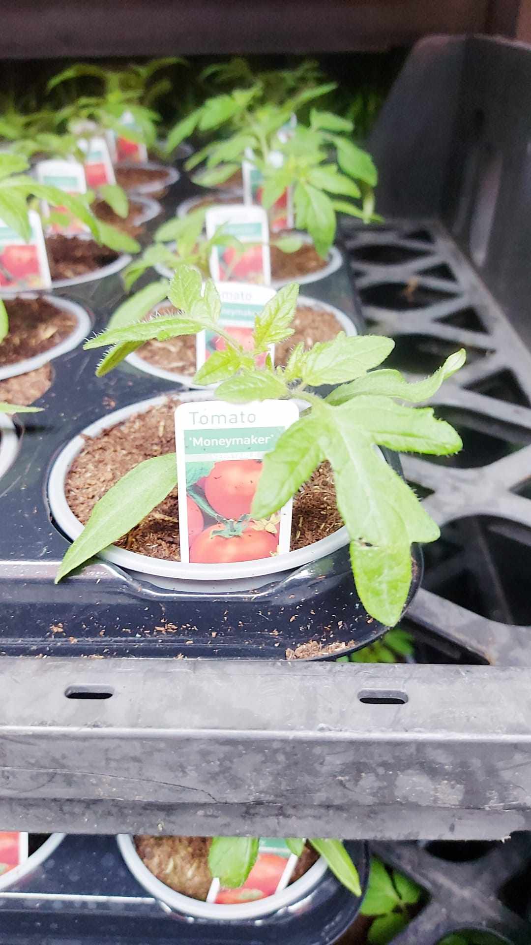 Tomato & Strawberry Plants (LOCAL PICKUP / DELIVERY ONLY)