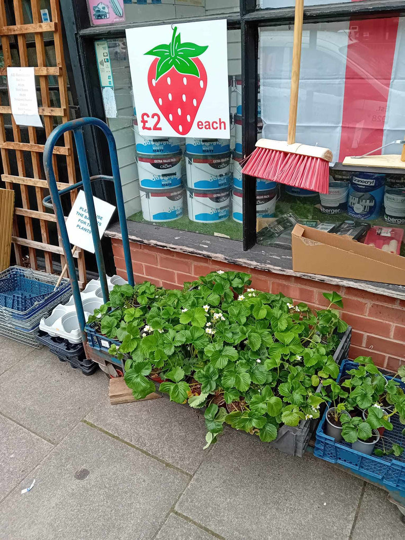 Fruit & Vegetable Plants - (LOCAL PICKUP / DELIVERY ONLY)