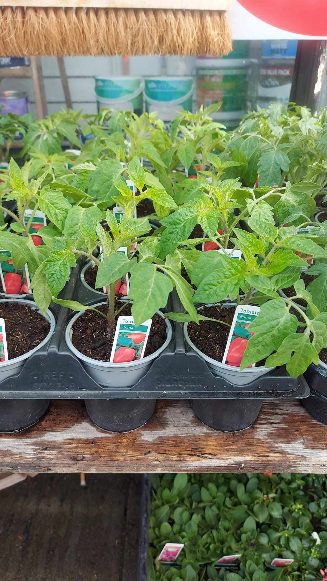 Tomato & Strawberry Plants (LOCAL PICKUP / DELIVERY ONLY)