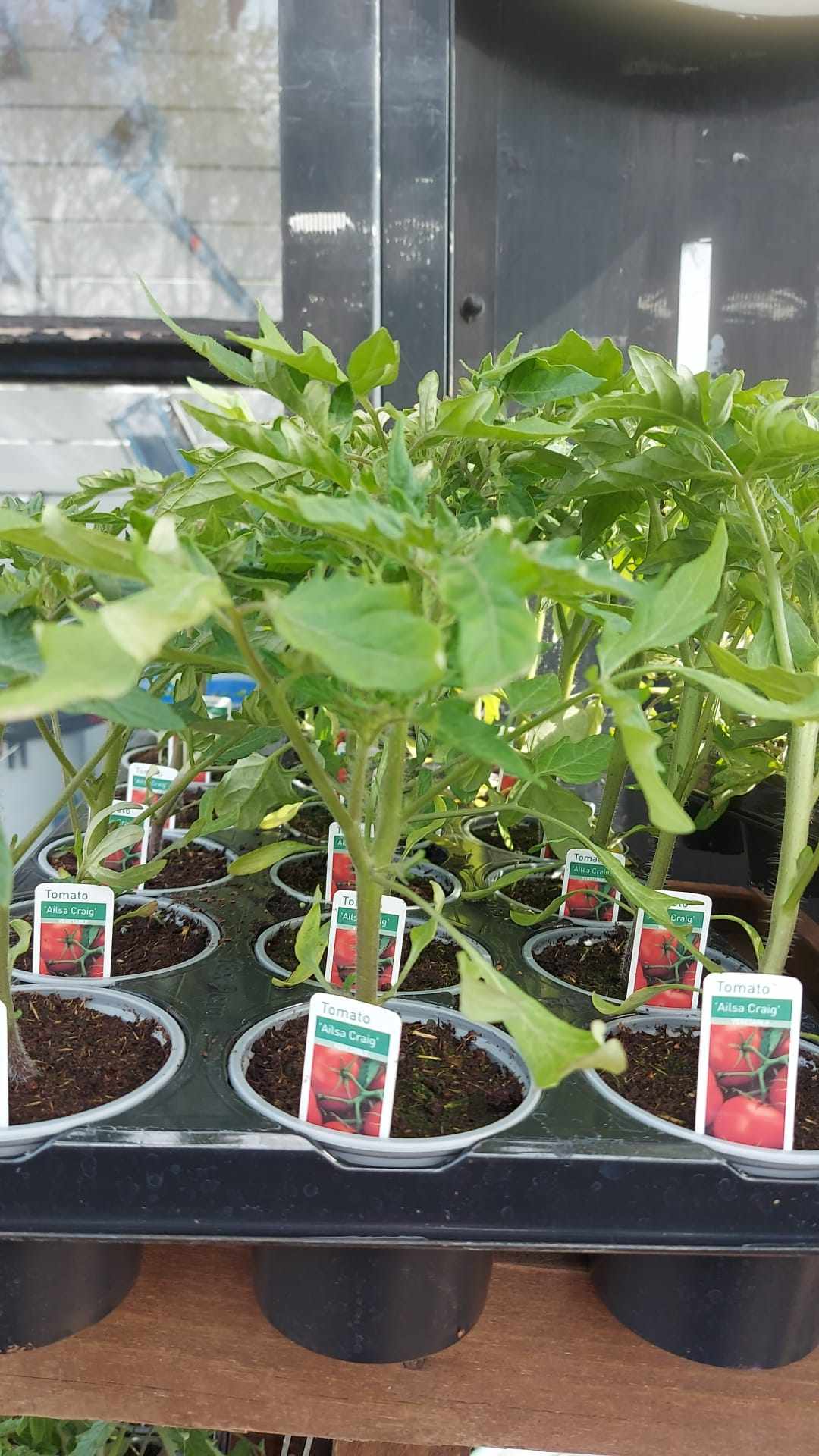 Tomato & Strawberry Plants (LOCAL PICKUP / DELIVERY ONLY)