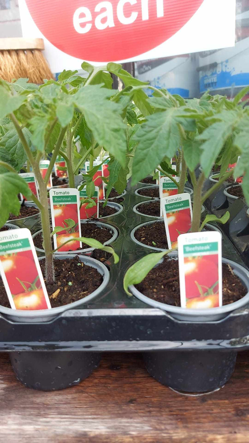 Tomato, Cucumber or Strawberry Plants - (LOCAL PICKUP / DELIVERY ONLY)