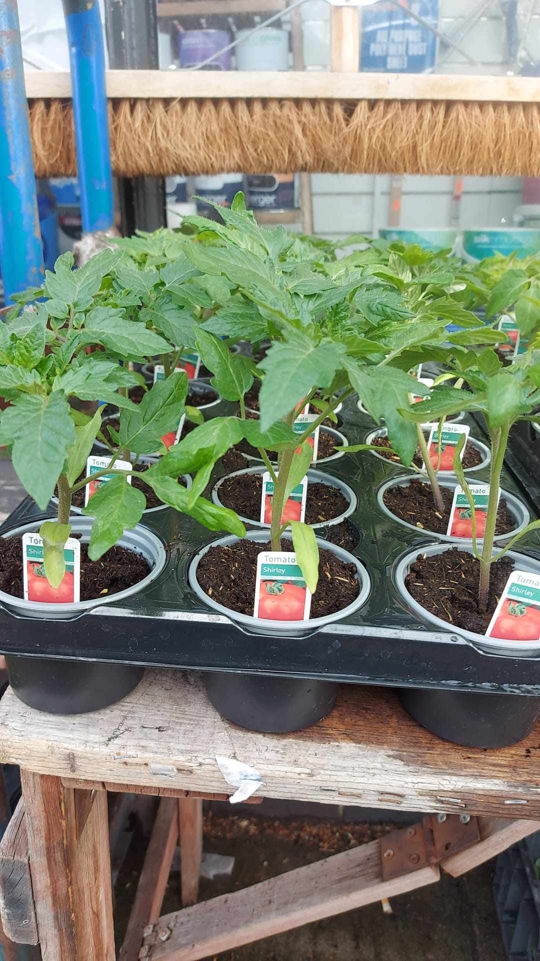 Tomato & Strawberry Plants (LOCAL PICKUP / DELIVERY ONLY)