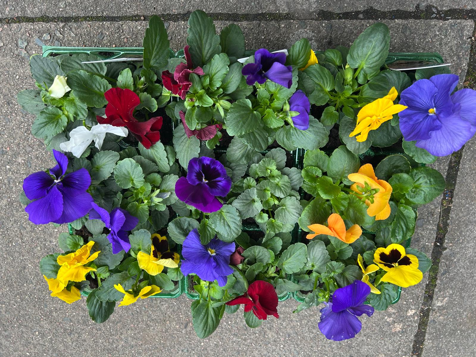 Winter Pansies & Violas Trays (LOCAL PICKUP / DELIVERY ONLY) (5 TRAYS FOR £17.50)