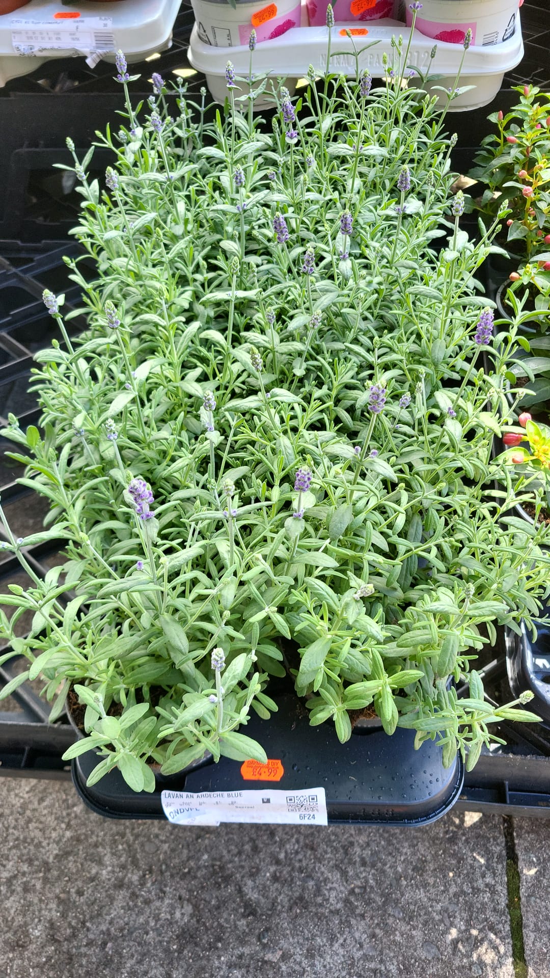 Mixed Summer Plants 4 inch - 10 inch Pots (LOCAL PICKUP / DELIVERY ONLY)