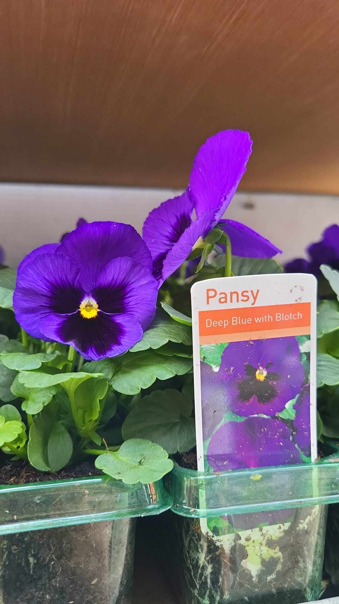 Winter Pansies & Violas Trays (LOCAL PICKUP / DELIVERY ONLY) (5 TRAYS FOR £17.50)