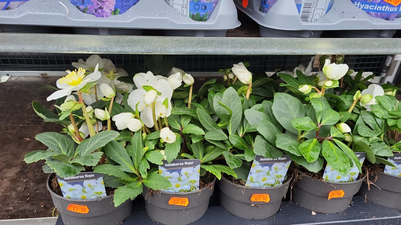 Mixed Plants 7cm - 30cm Pots (LOCAL PICKUP / DELIVERY ONLY)