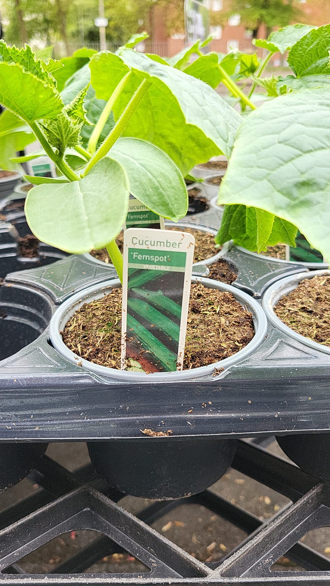 Tomato & Strawberry Plants (LOCAL PICKUP / DELIVERY ONLY)