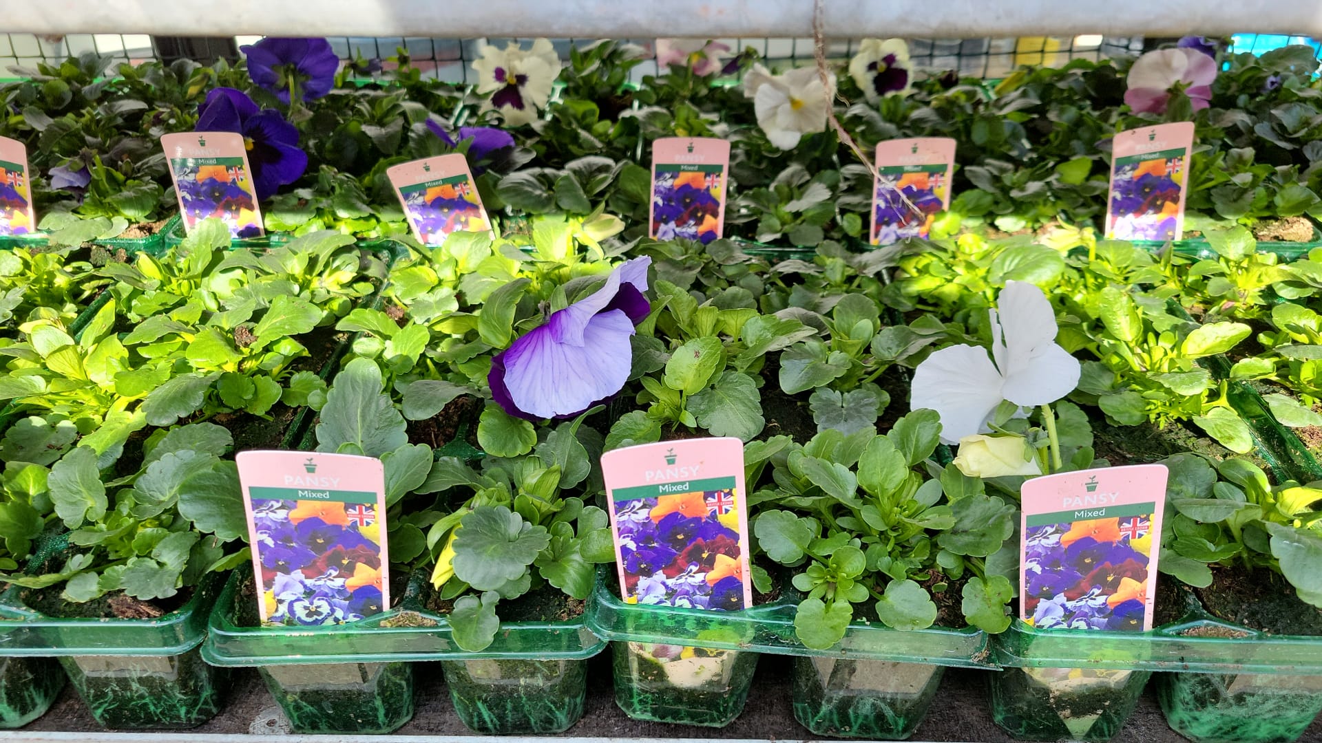Winter Pansies & Violas Trays (LOCAL PICKUP / DELIVERY ONLY) (5 TRAYS FOR £17.50)