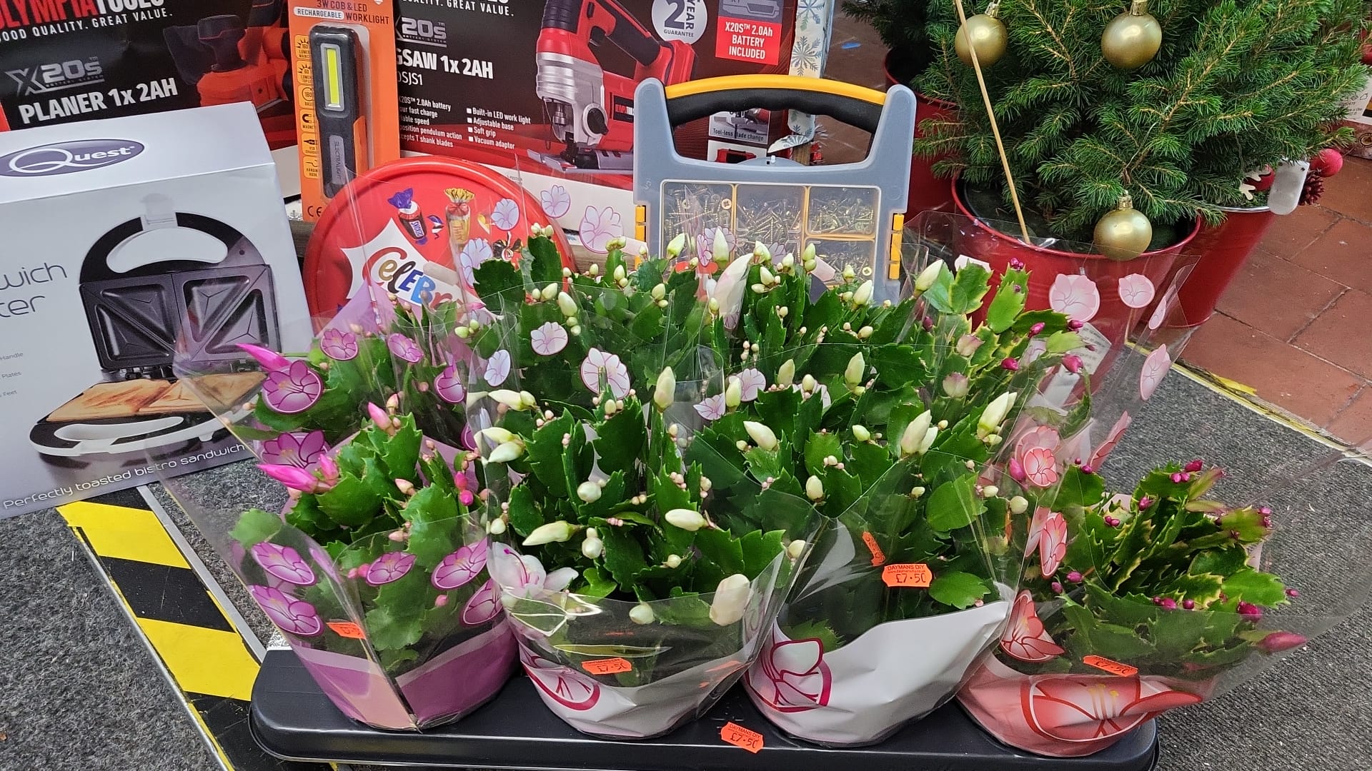 Mixed Plants 7cm - 30cm Pots (LOCAL PICKUP / DELIVERY ONLY)