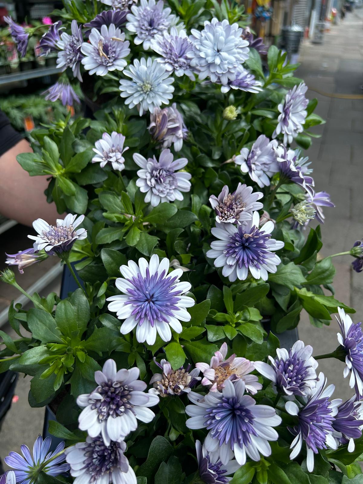 Mixed Summer Plants 4 inch - 10 inch Pots (LOCAL PICKUP / DELIVERY ONLY)