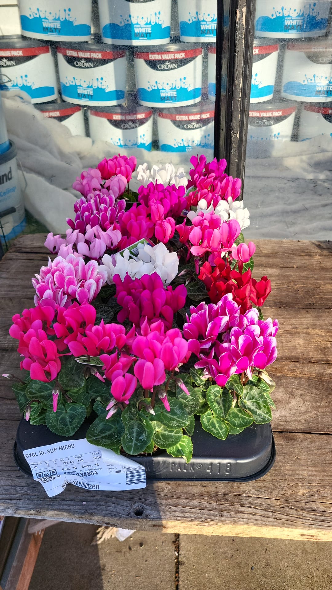 Mixed Plants 7cm - 30cm Pots (LOCAL PICKUP / DELIVERY ONLY)