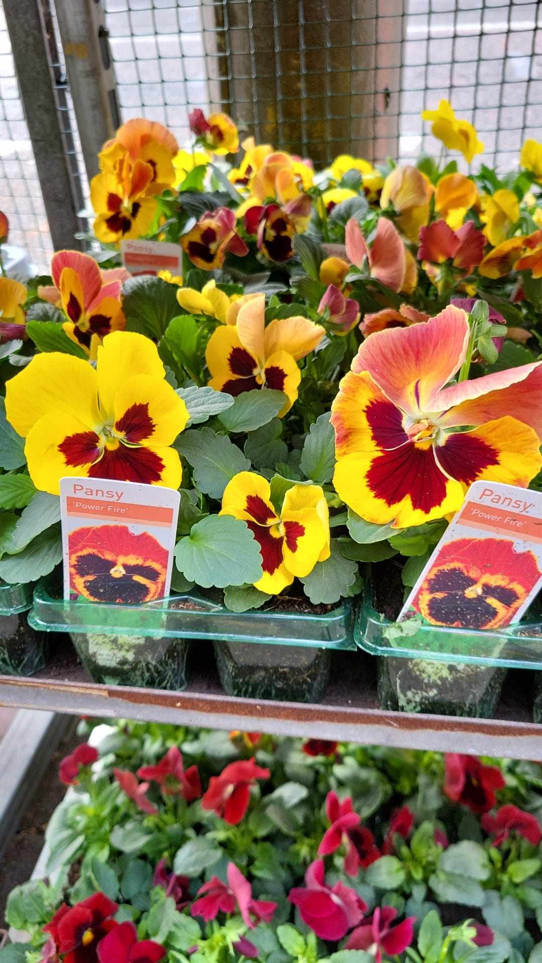 Winter Pansies & Violas Trays (LOCAL PICKUP / DELIVERY ONLY) (5 TRAYS FOR £17.50)