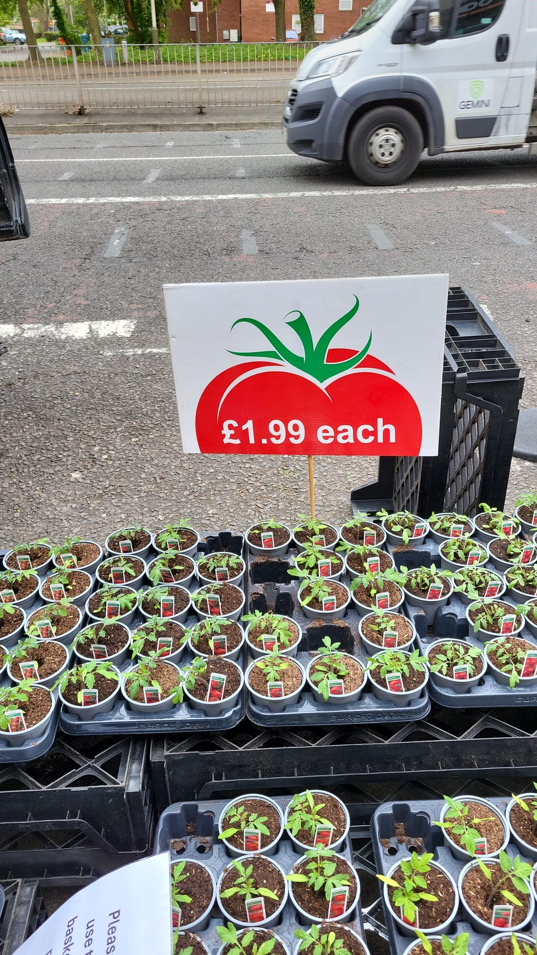Tomato & Strawberry Plants (LOCAL PICKUP / DELIVERY ONLY)
