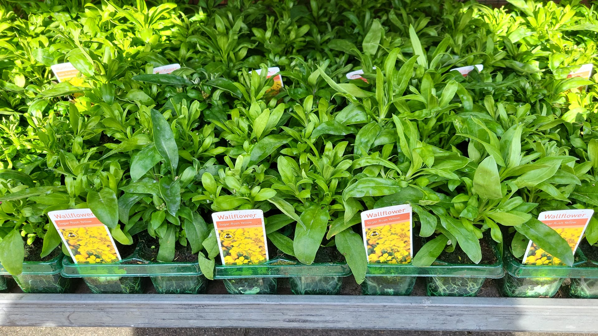 Winter Pansies & Violas Trays (LOCAL PICKUP / DELIVERY ONLY) (5 TRAYS FOR £17.50)