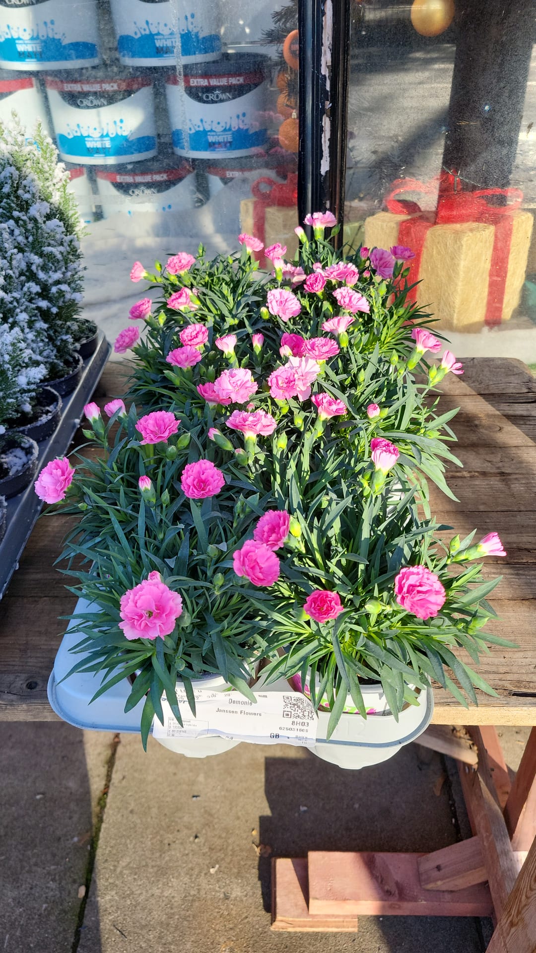 Mixed Plants 7cm - 30cm Pots (LOCAL PICKUP / DELIVERY ONLY)