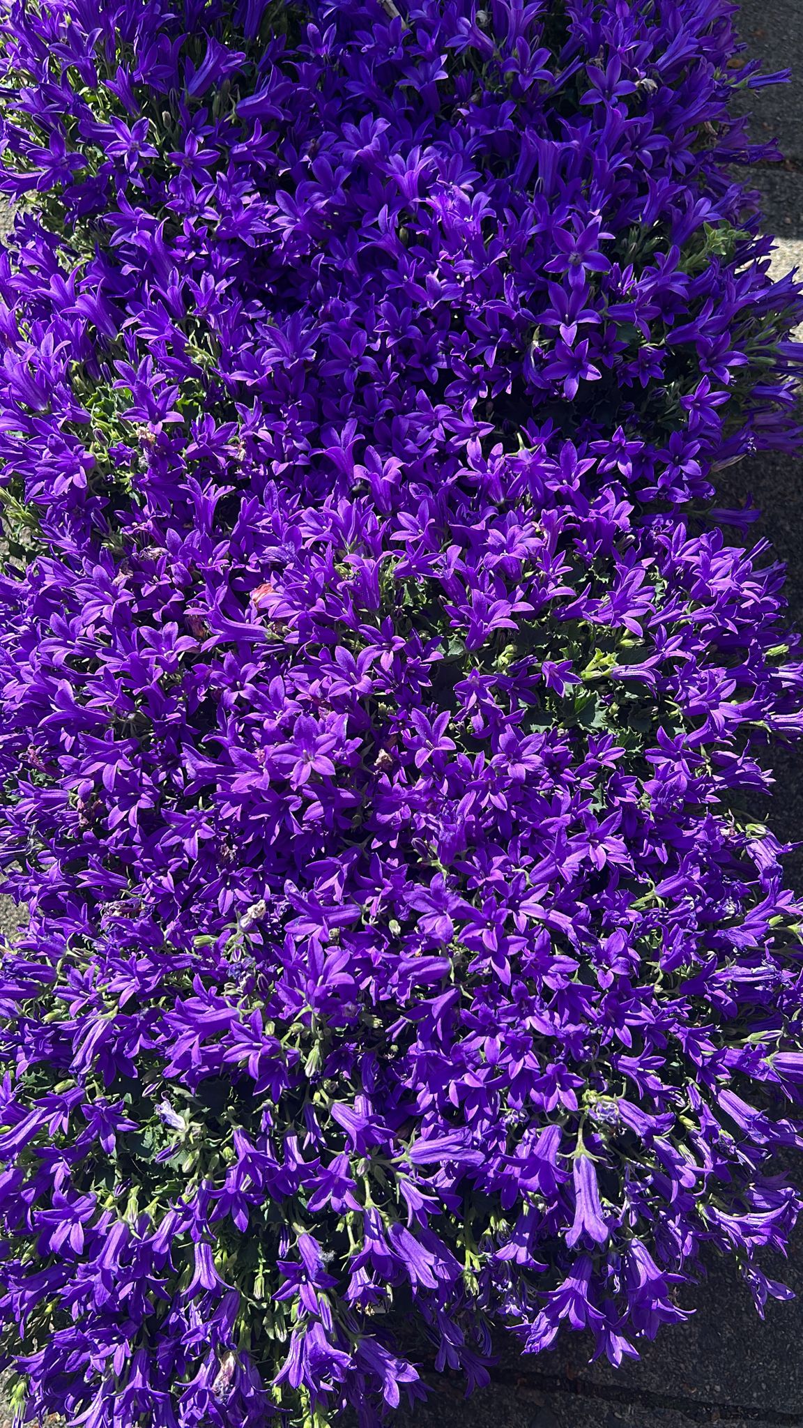 Campanula - Purple - (5 inch pot)