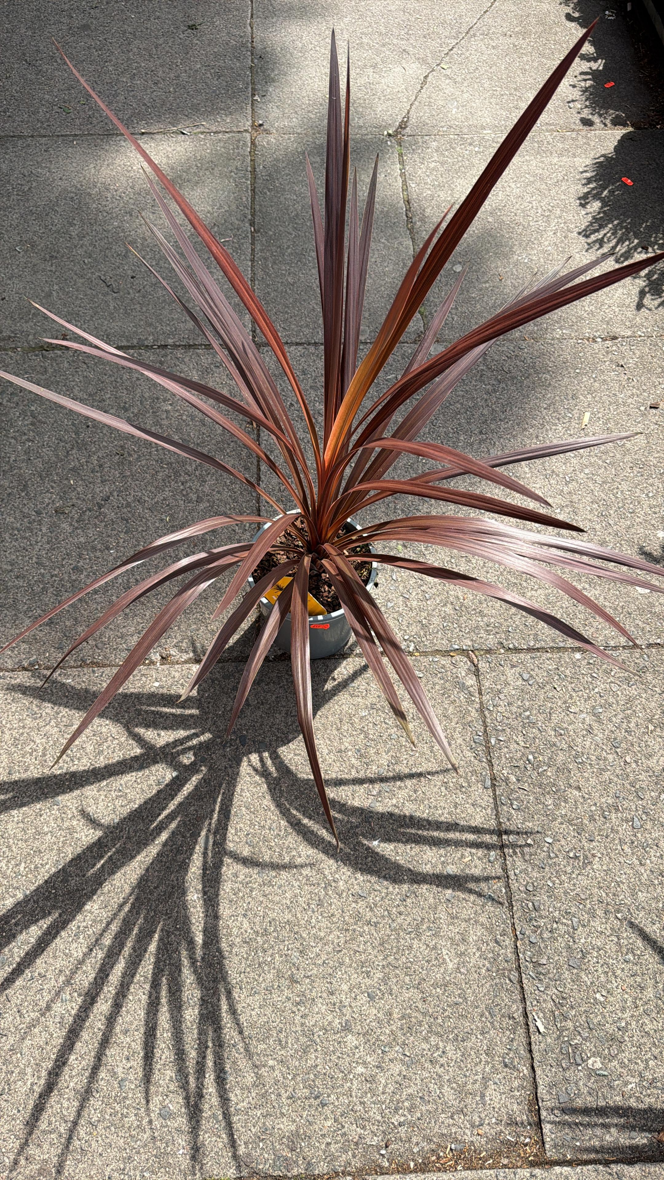 Cordyline - (4 inch pot)
