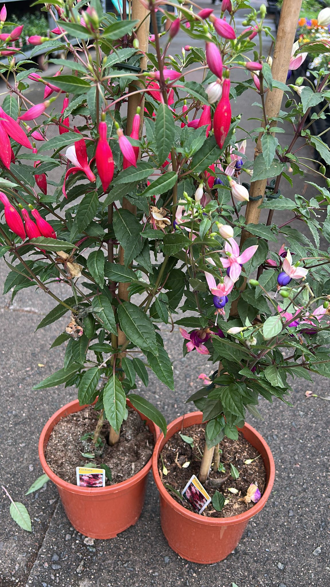 Fuchsia - (7 inch pot)