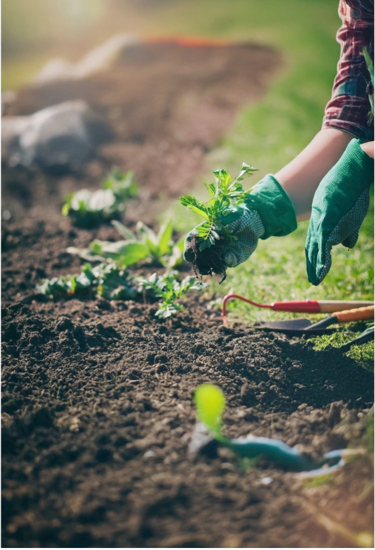 Gardening, planing plants in soil