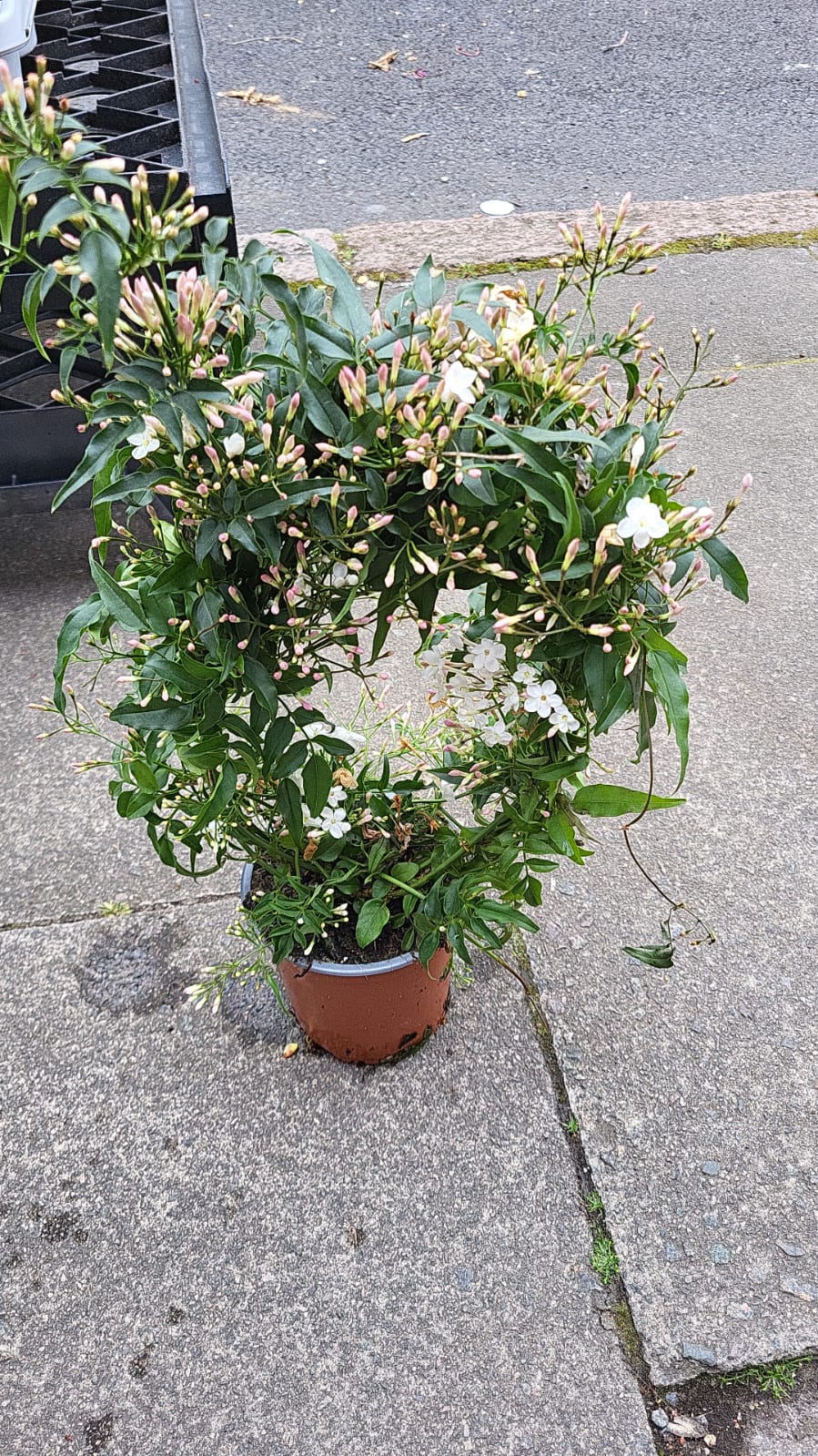 Jasminum Polyanthum - (4 inch pot)
