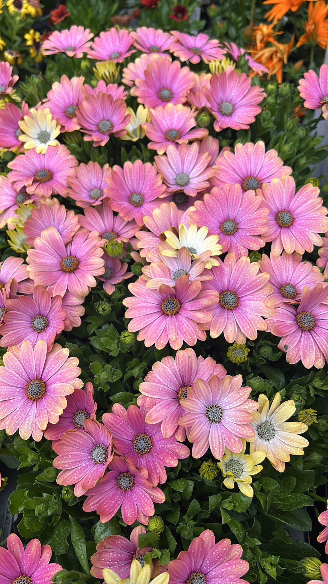 Osteospermum - Chryst Pink (4 inch pot)
