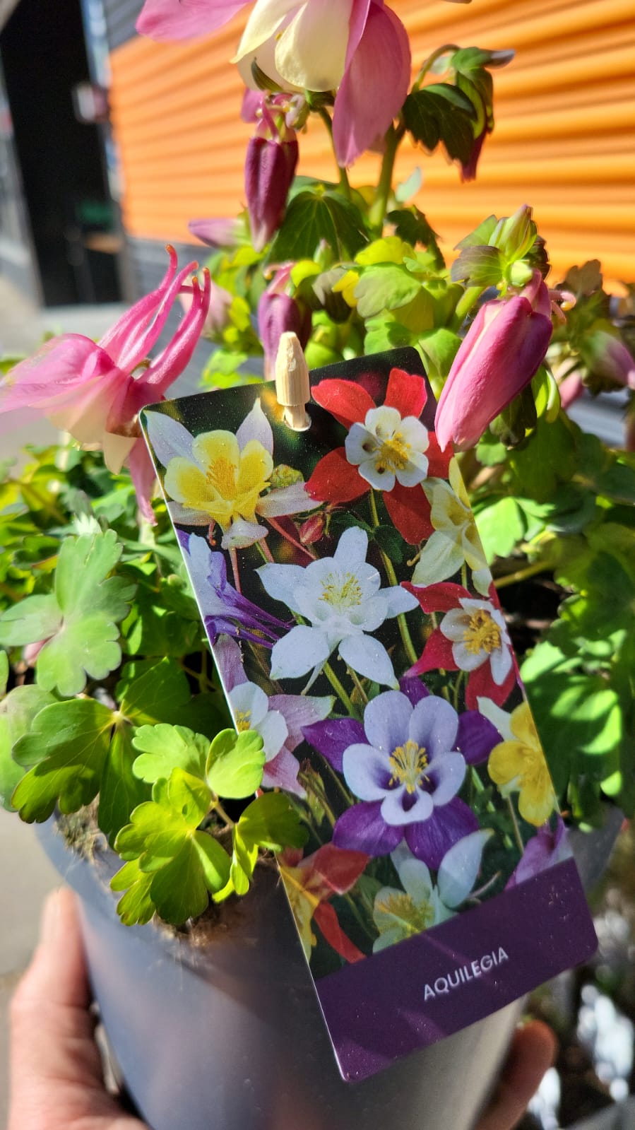 Mixed Summer Plants 4 inch - 8 inch Pots (LOCAL PICKUP / DELIVERY ONLY)