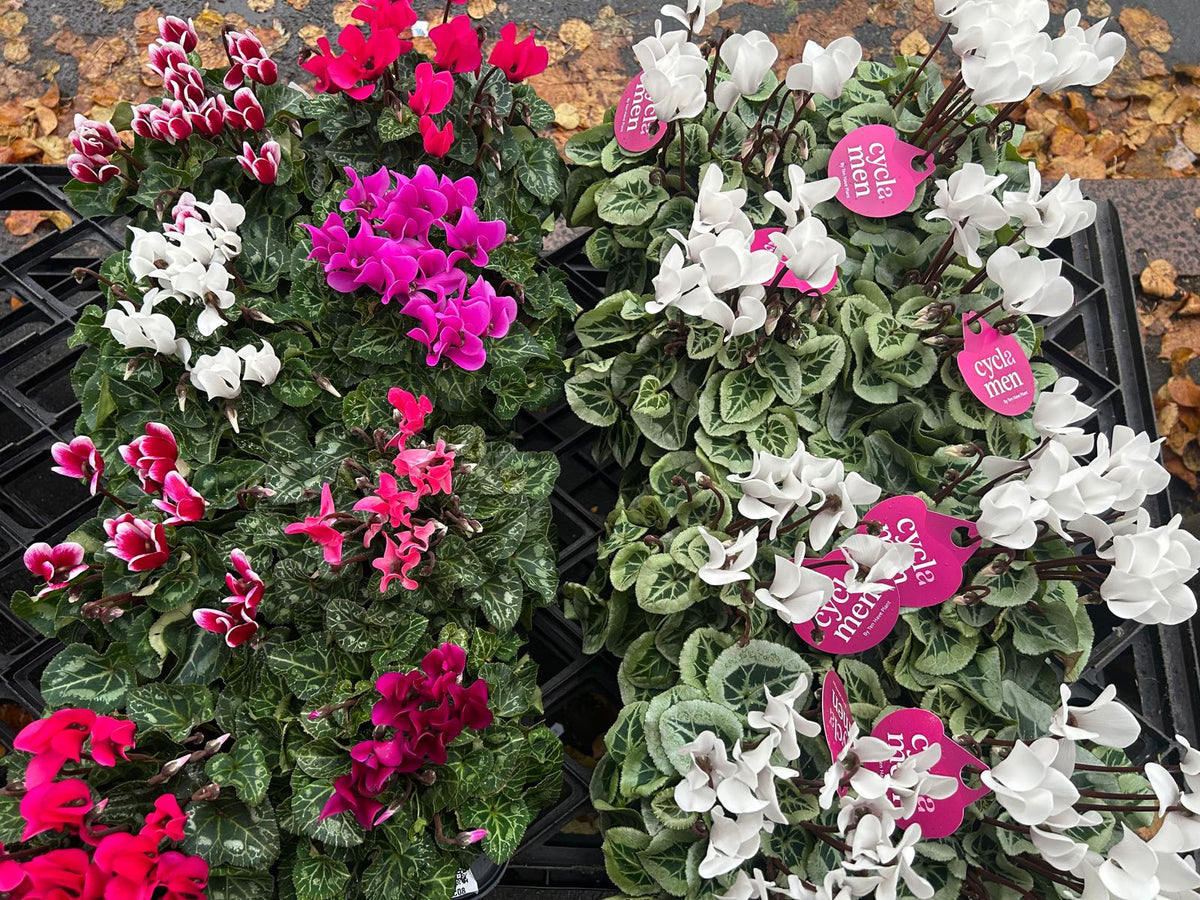 Mixed Plants 7cm - 30cm Pots (LOCAL PICKUP / DELIVERY ONLY)