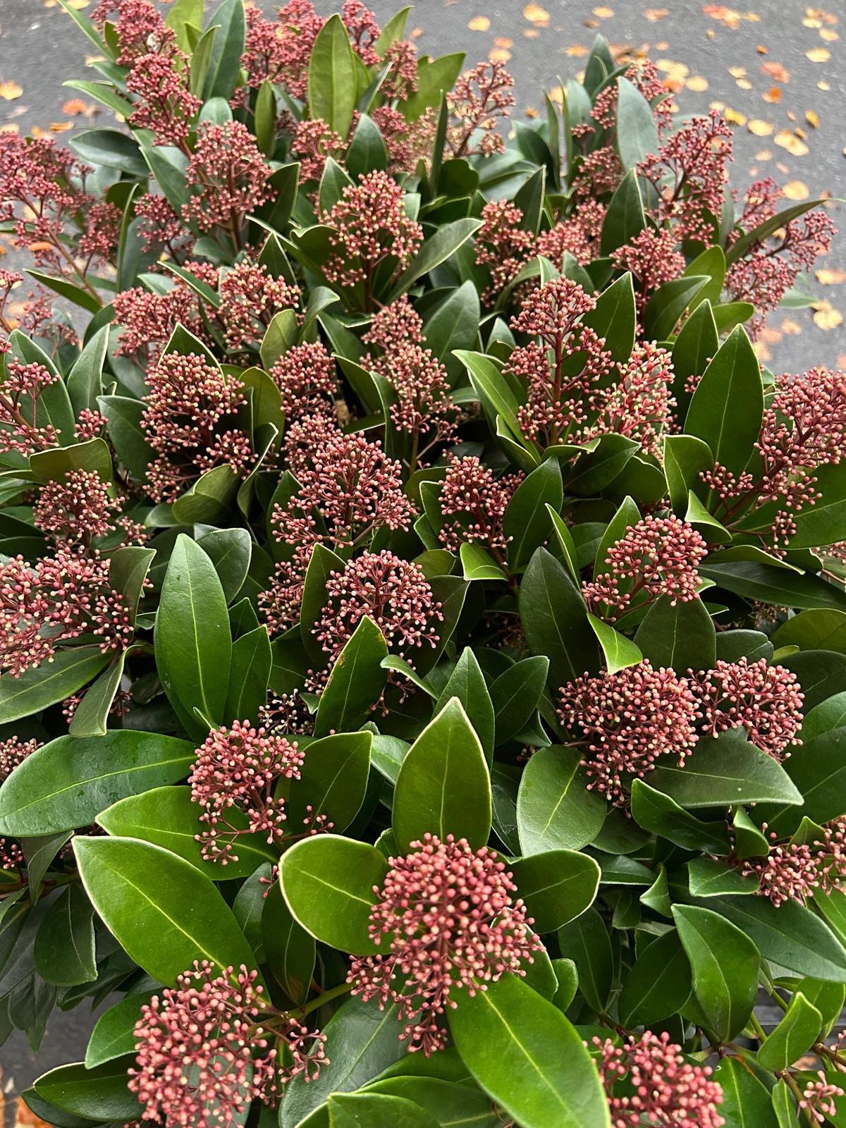 Mixed Plants 7cm - 30cm Pots (LOCAL PICKUP / DELIVERY ONLY)