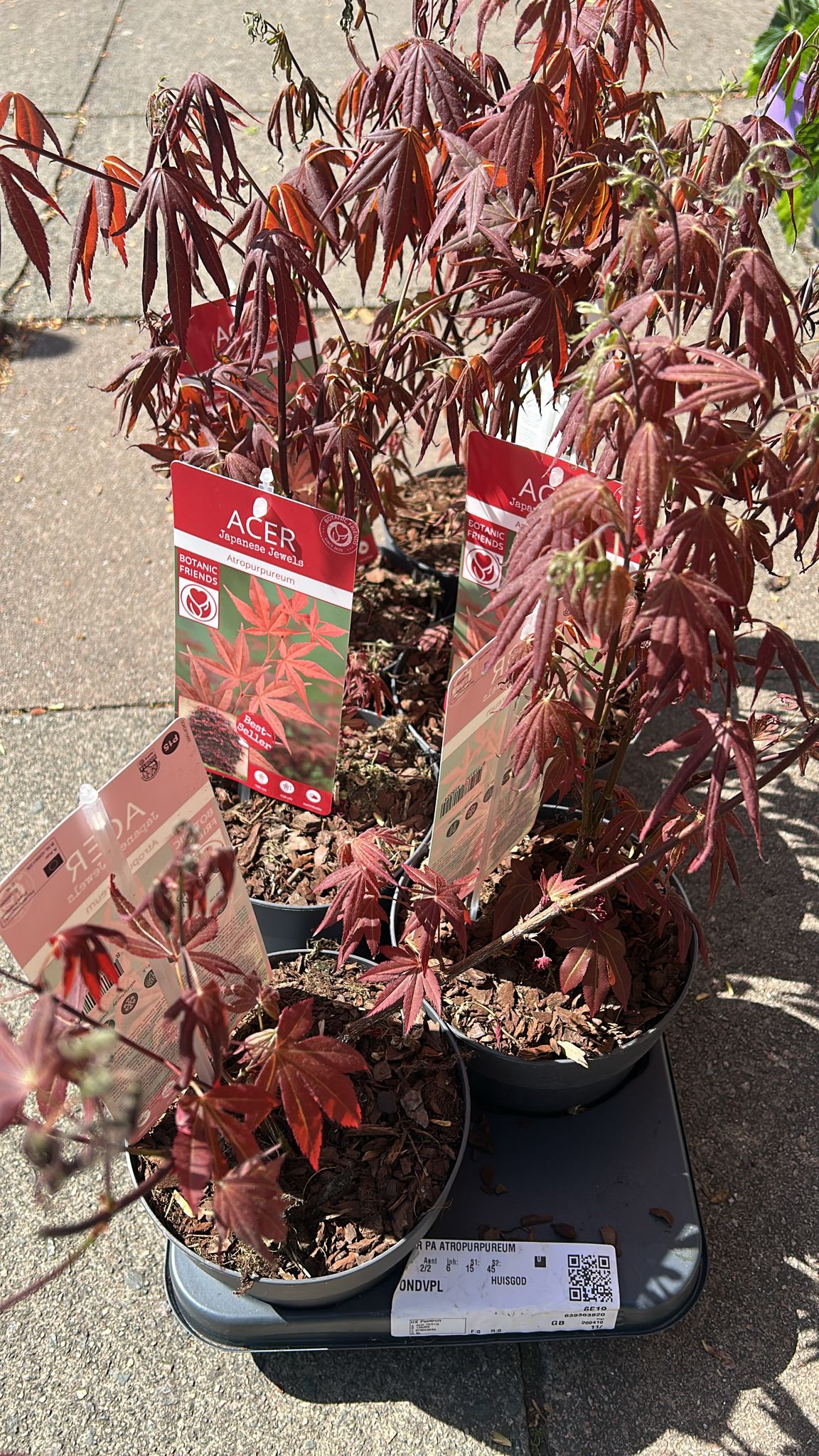 Mixed Summer Plants 4 inch - 8 inch Pots (LOCAL PICKUP / DELIVERY ONLY)