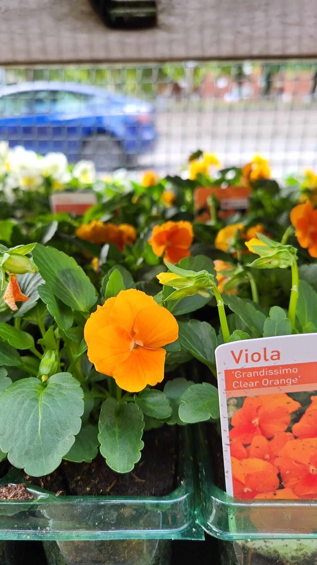 Winter Pansies & Violas Trays (LOCAL PICKUP / DELIVERY ONLY) (5 TRAYS FOR £17.50)