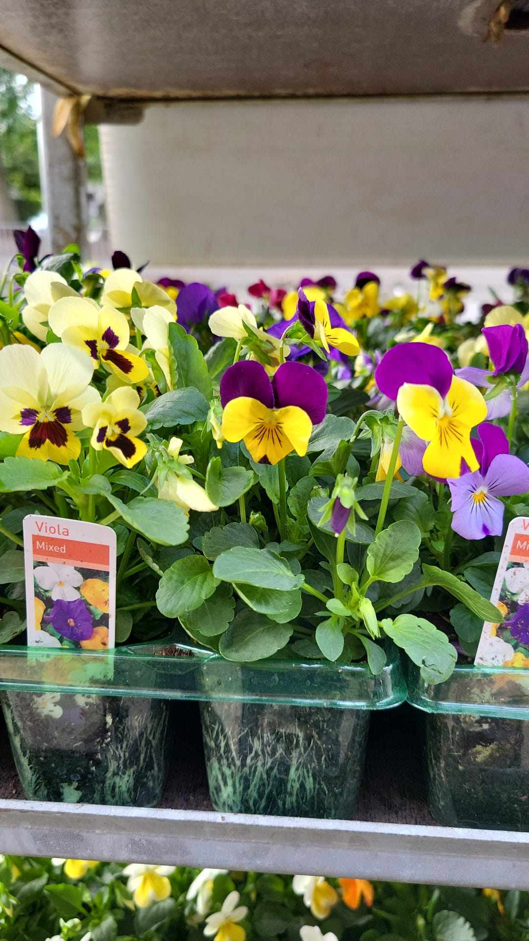 Winter Pansies & Violas Trays (LOCAL PICKUP / DELIVERY ONLY) (5 TRAYS FOR £17.50)