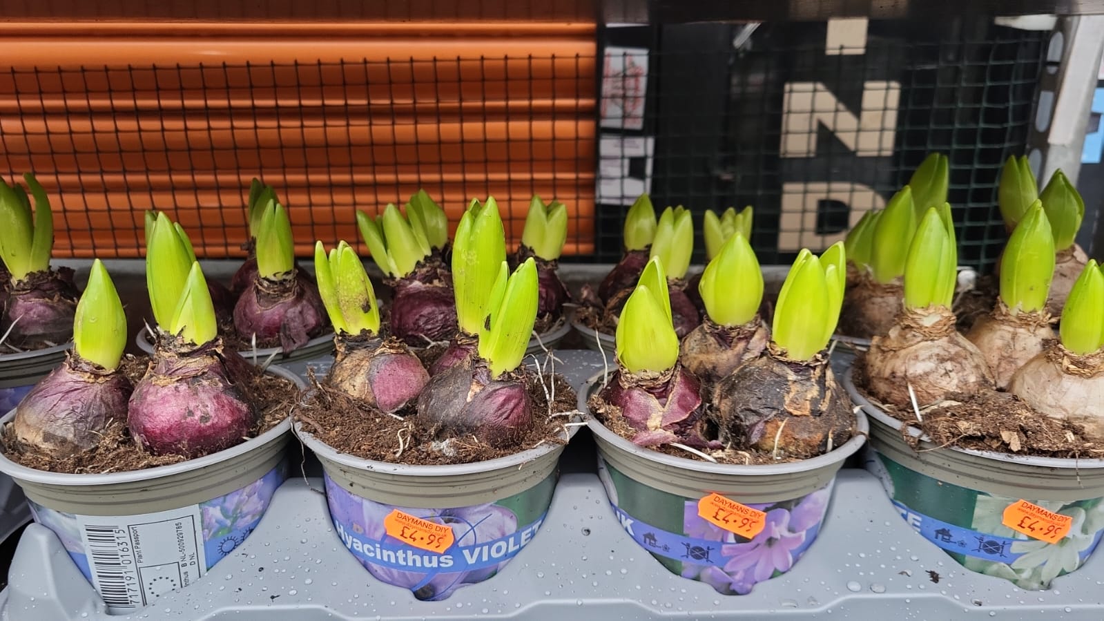 Mixed Plants 7cm - 30cm Pots (LOCAL PICKUP / DELIVERY ONLY)