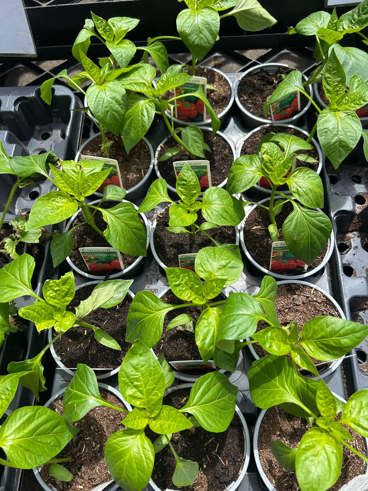 Chilli & Peppers Plants (LOCAL PICKUP / DELIVERY ONLY)