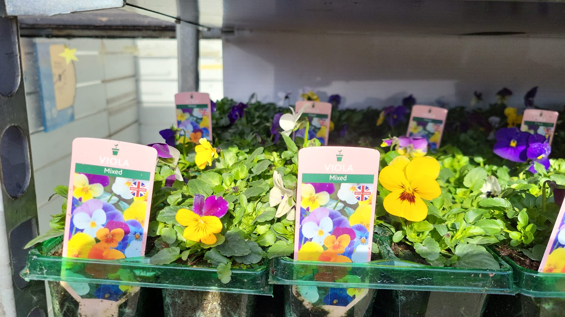Winter Pansies & Violas Trays (LOCAL PICKUP / DELIVERY ONLY) (5 TRAYS FOR £17.50)