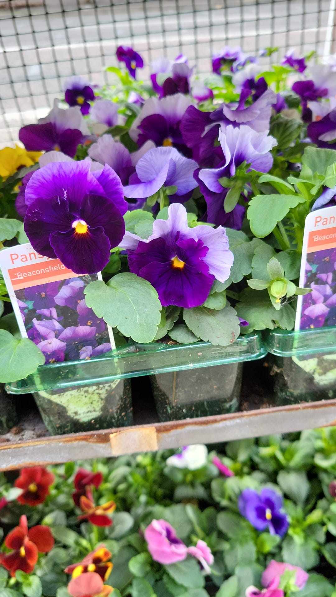 Winter Pansies & Violas Trays (LOCAL PICKUP / DELIVERY ONLY) (5 TRAYS FOR £17.50)