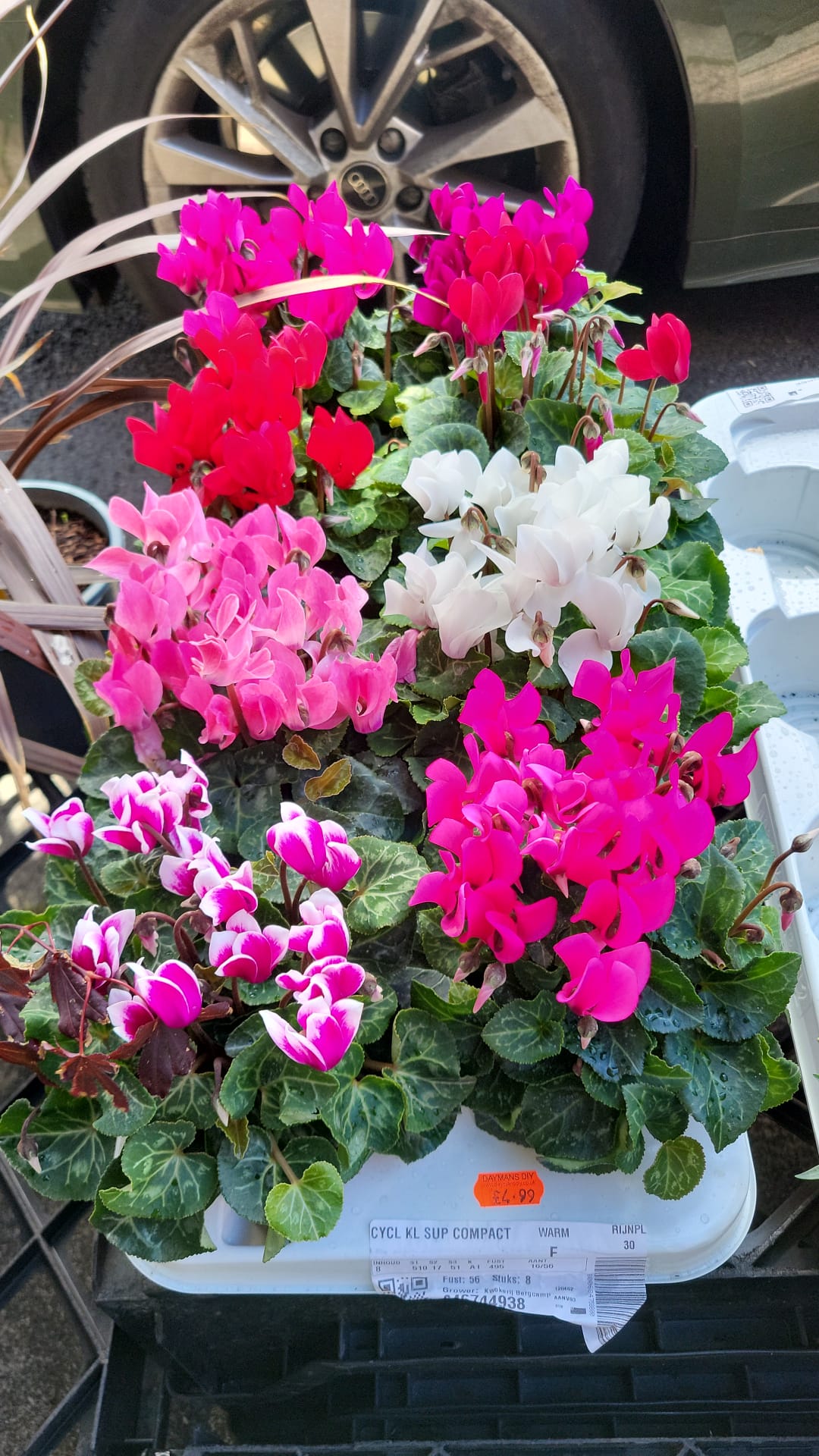 Mixed Summer Plants 4 inch - 10 inch Pots (LOCAL PICKUP / DELIVERY ONLY)