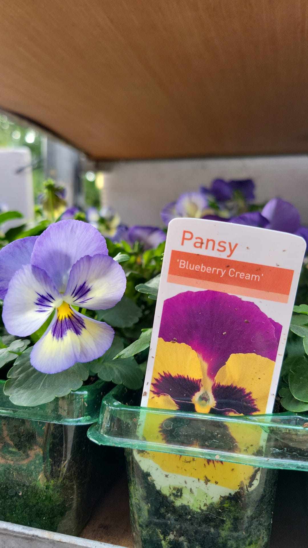 Winter Pansies & Violas Trays (LOCAL PICKUP / DELIVERY ONLY) (5 TRAYS FOR £17.50)