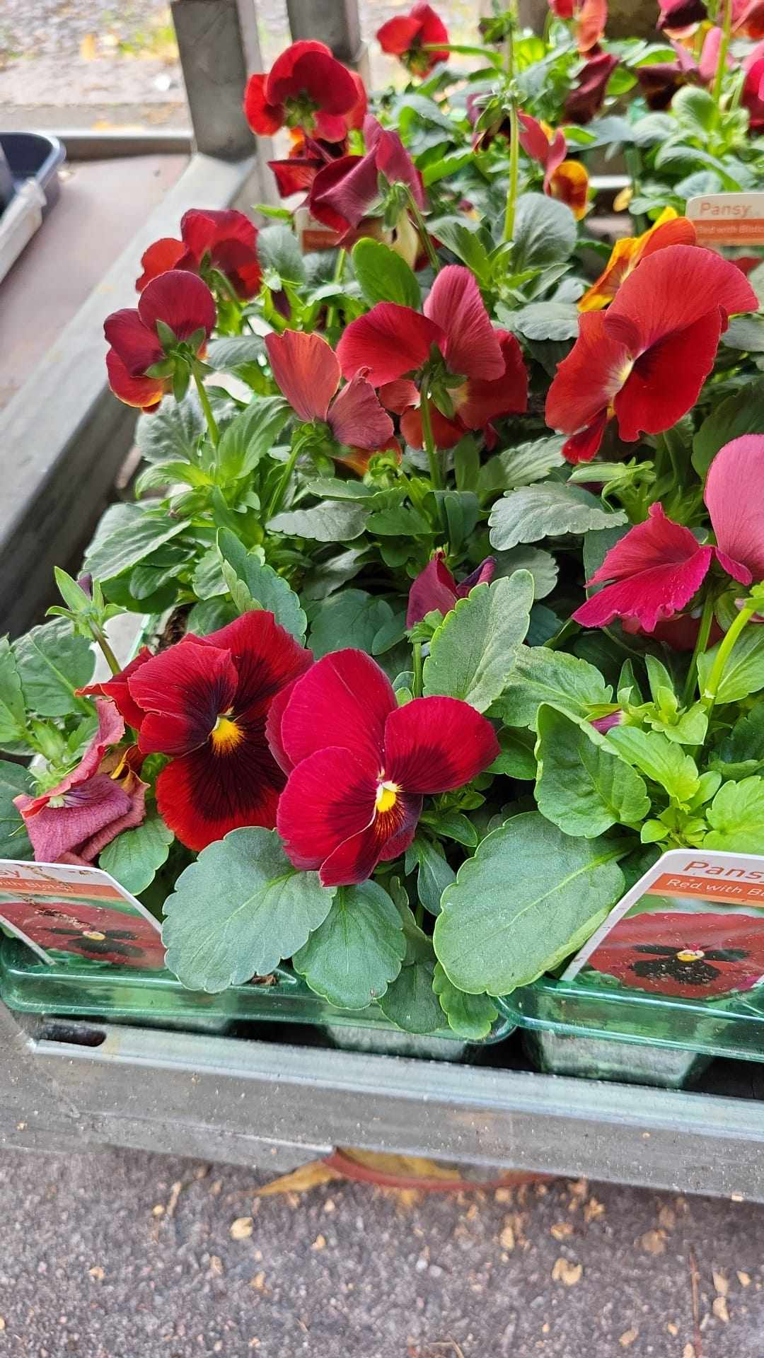 Winter Pansies & Violas Trays (LOCAL PICKUP / DELIVERY ONLY) (5 TRAYS FOR £17.50)