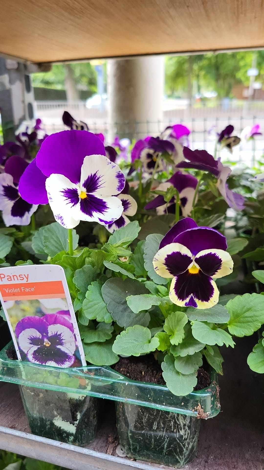 Winter Pansies & Violas Trays (LOCAL PICKUP / DELIVERY ONLY) (5 TRAYS FOR £17.50)
