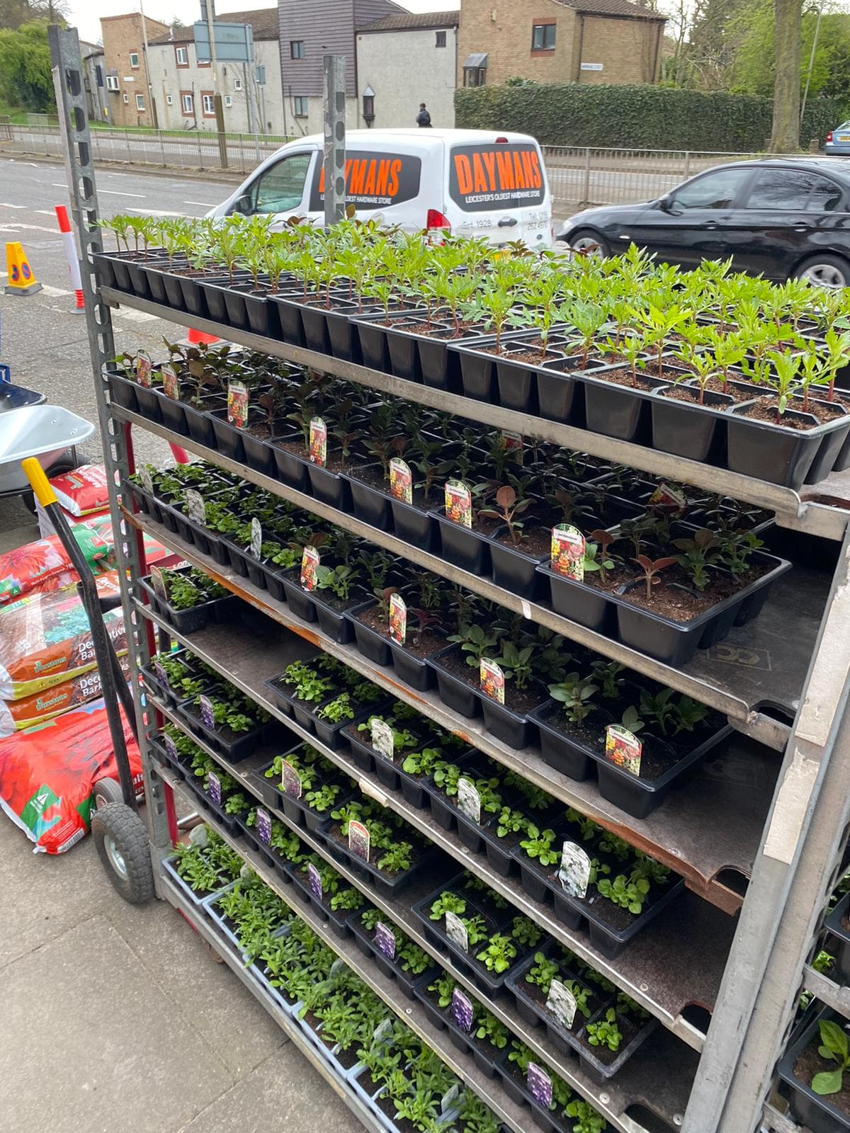 British Grown Summer Bedding Plants (5 TRAYS FOR £17.50) (LOCAL PICKUP / DELIVERY ONLY)